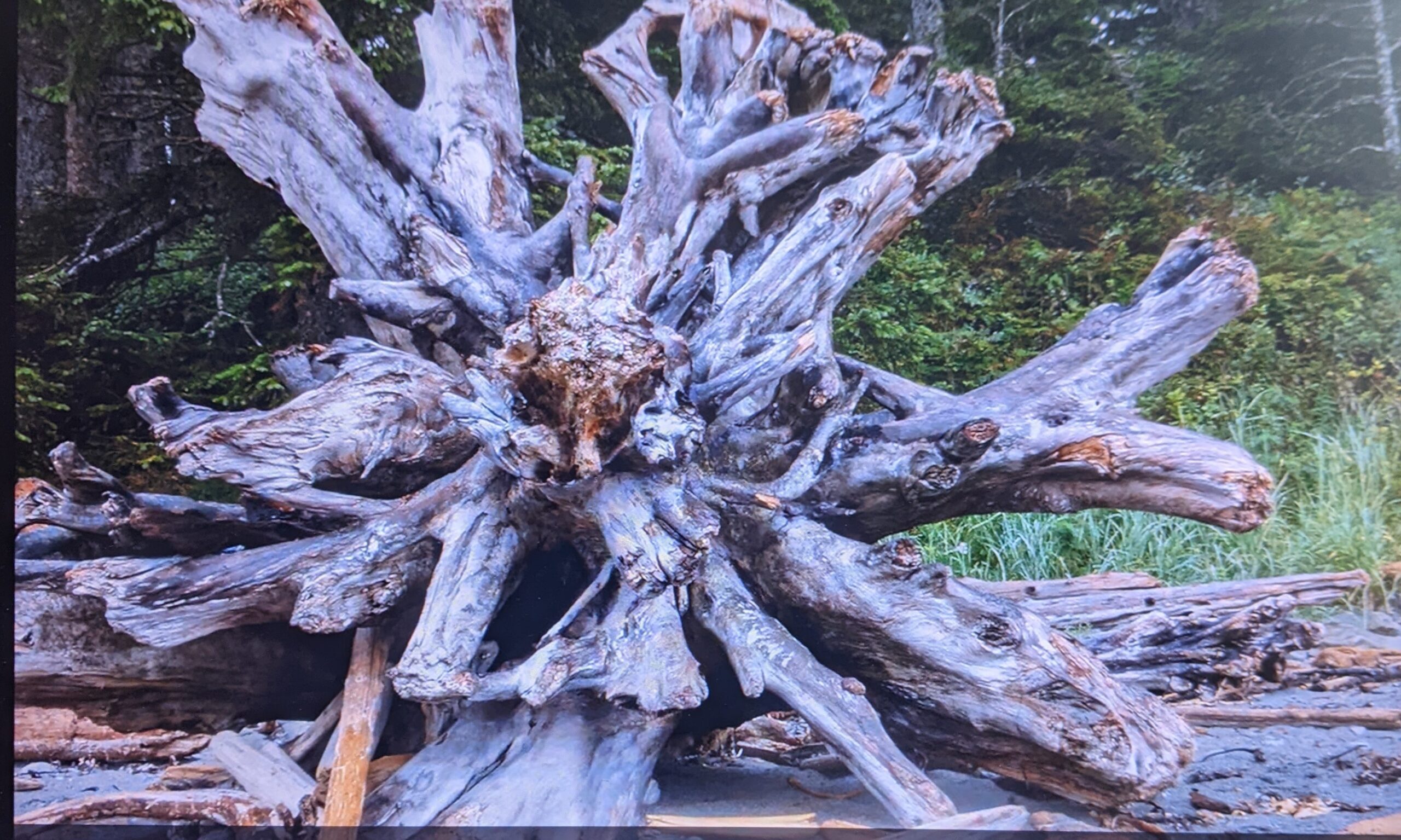 log root