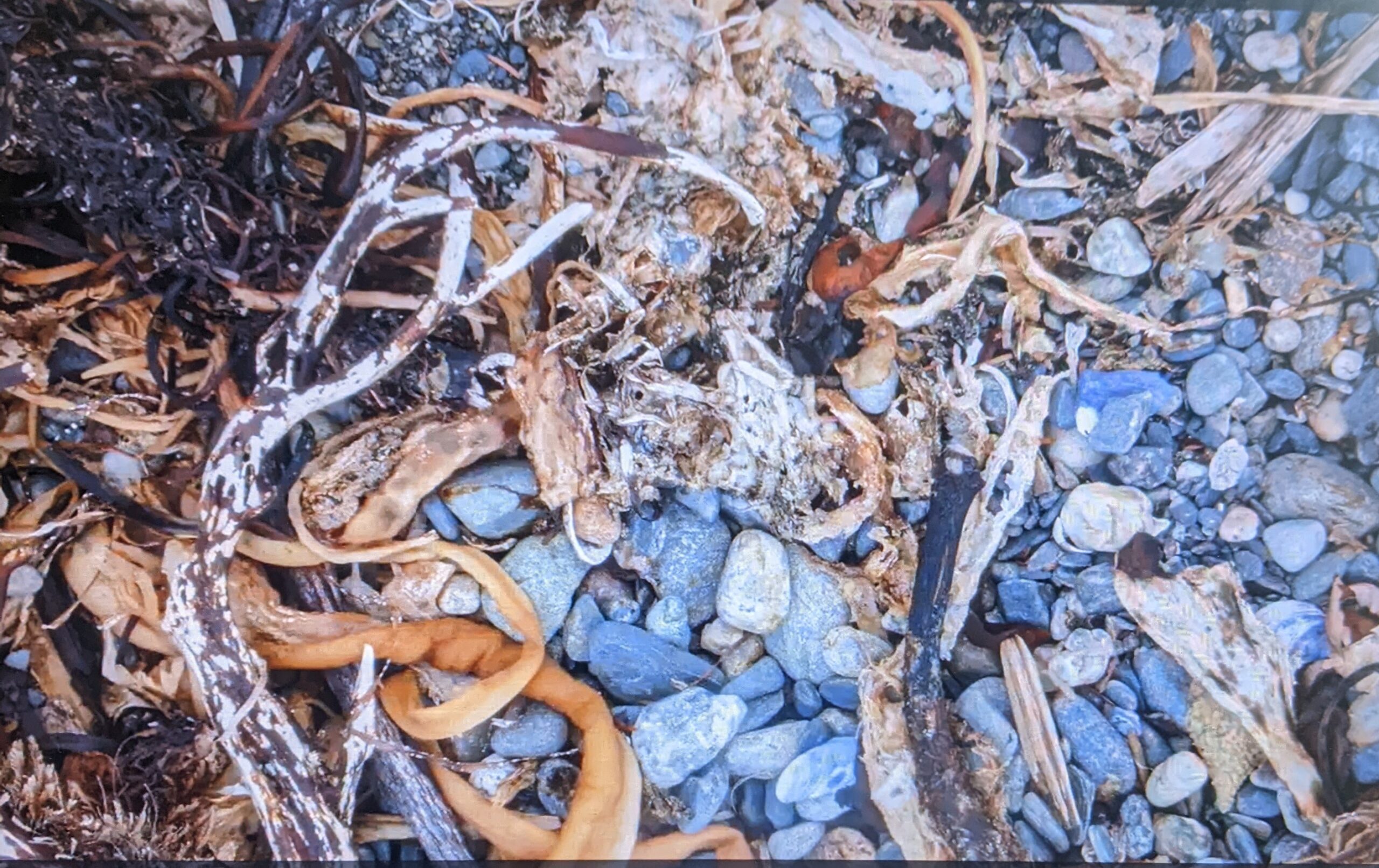 seaweed